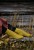 Laine_52WeeksofSocks_Andrea_Mowry.jpg