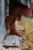 Laine_52WeeksofSocks_Dawn_Henderson.jpg
